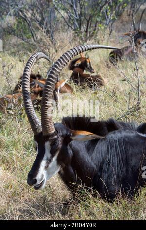 Ein dominantes Sable Antilope (Hippotragus niger) männlich und seine Familiengruppe ruht und wiederkäut nach der Fütterung auf den Vumbura Plains im Okavango Stockfoto