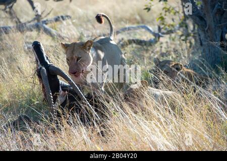 Die Löwen ernähren sich von dem dominierenden Santelope (Hippotragus niger), das sie auf den Vumbura Plains im Okavango-Delta im nördlichen Teil Der Bots getötet haben Stockfoto
