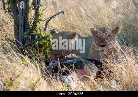 Die Löwen ernähren sich von dem dominierenden Santelope (Hippotragus niger), das sie auf den Vumbura Plains im Okavango-Delta im nördlichen Teil Der Bots getötet haben Stockfoto