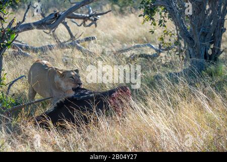 Die Löwen ernähren sich von dem dominierenden Santelope (Hippotragus niger), das sie auf den Vumbura Plains im Okavango-Delta im nördlichen Teil Der Bots getötet haben Stockfoto