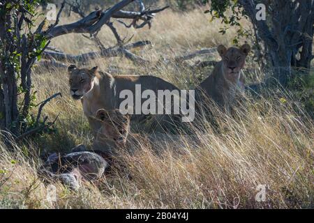 Die Löwen ernähren sich von dem dominierenden Santelope (Hippotragus niger), das sie auf den Vumbura Plains im Okavango-Delta im nördlichen Teil Der Bots getötet haben Stockfoto