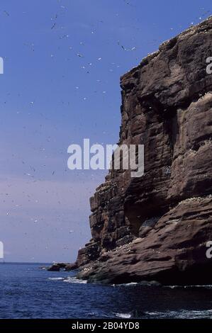 KANADA, QUEBEC, GASPE, BONAVENTURE ISLAND, GANNETS, MURRES UND SCHWARZ-BEINIGE KITTIWAKES IN KLIPPEN Stockfoto