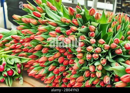 Blumensträuße frisch geschnittener Tulpen zum Verkauf stehen vor dem Versand zum Laden auf dem Ladentisch des Blumenhofes Stockfoto