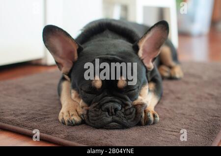 Süße schlafende Französin Stockfoto