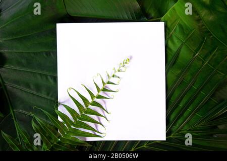 Echte Palmblätter mit weißem Papier-Kopierbereich im Hintergrund. Design von Konzepten der tropischen Botanischen Natur. Stockfoto
