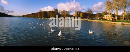 Schwanenherde, die in einem See schwimmen, Chateau de Versailles, Versailles, Yvelines, Frankreich Stockfoto