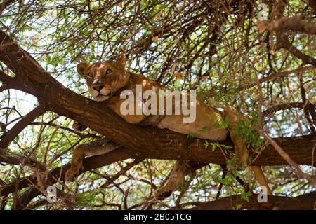 Löwin (Panthera leo) ruht im Baum im Manyara-Nationalpark in Tansania. Stockfoto