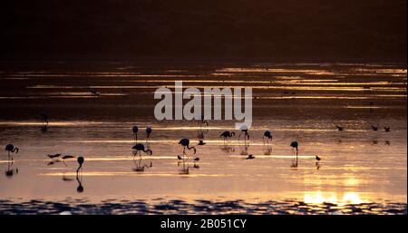 Sonnenaufgang über dem Nutu-See mit dem Flamingos, der in den Schalen spazieren geht Stockfoto