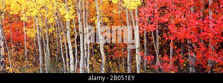 Aspen und Black Hawthorn Trees in einem Wald, Grand Teton National Park, Wyoming, USA Stockfoto