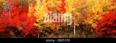 Aspen und Black Hawthorn Trees in einem Wald, Grand Teton National Park, Wyoming, USA Stockfoto