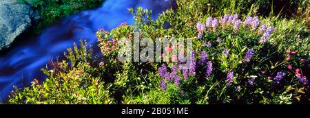 Hochwinkeliger Blick auf die Blumen von Lupin und Spirea in der Nähe eines Stroms, Grand Teton National Park, Wyoming, USA Stockfoto