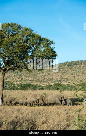 Afrikanische Elefantenherde (Loxodonta africana) im Serengeti-Nationalpark in Tansania Stockfoto