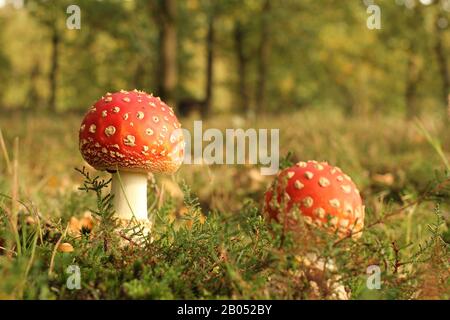 Zwei schöne kleine Rotfliegen-Agarpilze in einem grünen Grasfeld mit Moos im Sonnenlicht in einem grünen Wald im Herbst Stockfoto