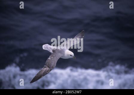 SHETLAND-INSELN, MUKLE FLUGGA, NORDFULMAR (FULMARUS GLACIALIS) IM FLUG Stockfoto