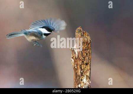 Black-capped chickadee im Flug Stockfoto