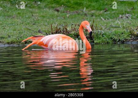 American oder Caribbean Flamingo - Phönicopterus ruber ruber Baden im Wasser Stockfoto