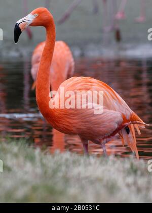 American oder Caribbean Flamingo - Phönicopterus ruber ruber Stockfoto