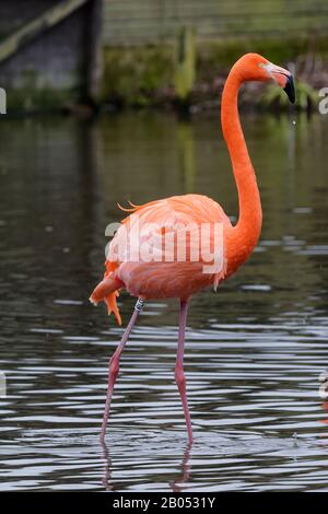 American oder Caribbean Flamingo - Phönicopterus ruber ruber Stockfoto