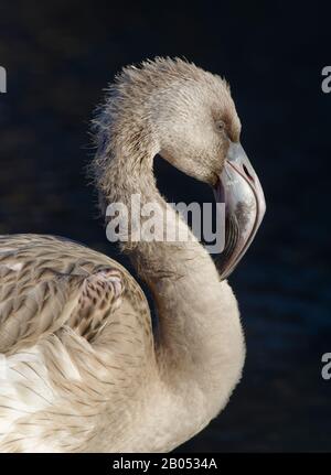 Andenflamingo - Phönicoparrus andinus Juvenile Head Closeup Stockfoto