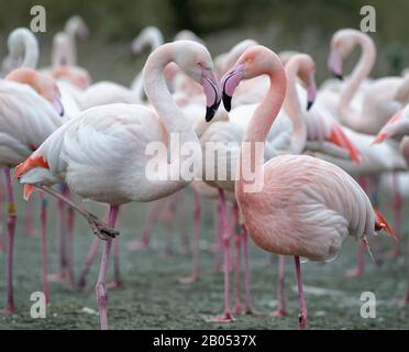 Greater Flamingo - Phönicopterus roseus Paaren sich in Flock Stockfoto