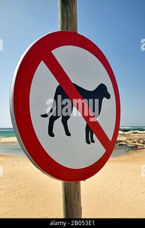 Rundschreiben, keine Hunde erlaubt, mit verschwommenem Strandhintergrund. Das Schild hat ein Hundesymbol mit roter diagonaler Linie. Stockfoto