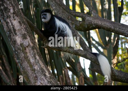 Schwarz-weißer Kolobusaffe, der in einem Baum im Garten der Lake Naivasha Sopa Lodge im Great Rift Valley am Lake Naivasha in Kenia sitzt Stockfoto