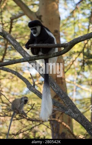 Schwarz-weißer Kolobusaffe, der in einem Baum im Garten der Lake Naivasha Sopa Lodge im Great Rift Valley am Lake Naivasha in Kenia sitzt Stockfoto