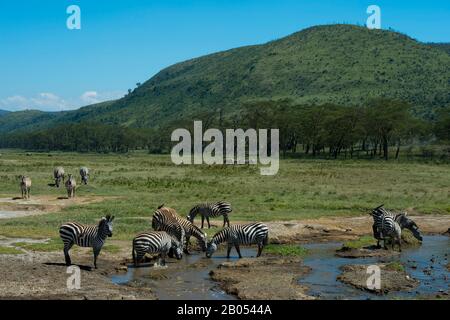 Burchells Zebras (Equus quagga) trinken aus einem Bach im Lake Nakuru National Park im Great Rift Valley in Kenia Stockfoto