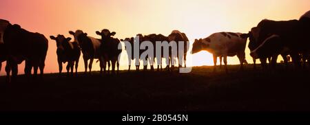 Silhouette von Kühen bei Sonnenuntergang, Point Reyes National Seashore, Kalifornien, USA Stockfoto