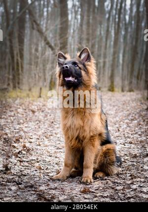 Junger flauschiger deutscher Hirtenhund Hündin sechs Monate im Wald Liegend. Reinrassige Hundeporträts. Stockfoto