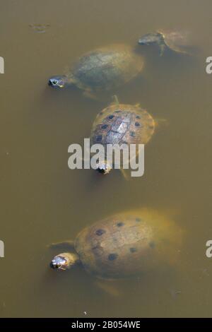 Turtles Trachemys, Riviera Nayarit, Nayarit State, Mexiko, Mittelamerika, Amerika Stockfoto
