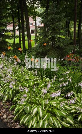 Felsenrand mit mauve blühenden Hosta Pflanzen, orange Hemerocallis - Daylilienblumen, immergrüne und Laubbäume im Vorgarten Stockfoto