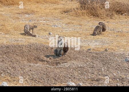 Afrikanisches Kapbodenhörnchen, Xerus inauris, im Etosha-Nationalpark, in Namibia, Afrika Stockfoto