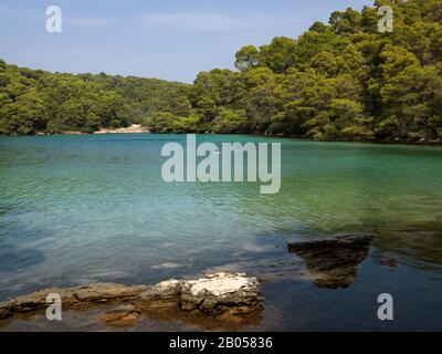 Bäume in einem Wald am See, Malo Jezero, Mljet Nationalpark, Mljet Insel, Kroatien Stockfoto