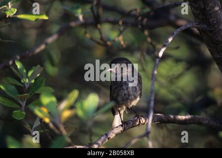 Neuseeland, KAPITI-INSEL, VOGELSCHUTZGEBIET, North Island Robin (Petrosica longipes) Stockfoto