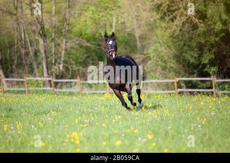 Quarter Horse auf der Wiese frei laufen Stockfoto