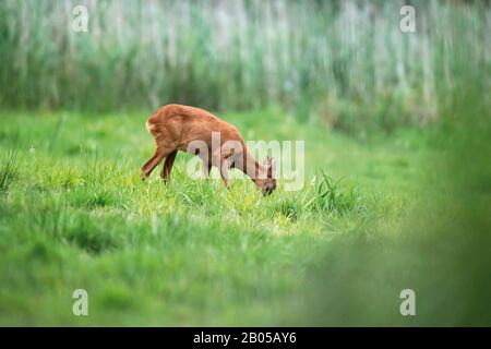 ROE doe weiden auf Wiese. Stockfoto