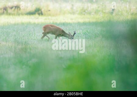 Roebuck, der frische Vegetation auf der Weide isst. Stockfoto