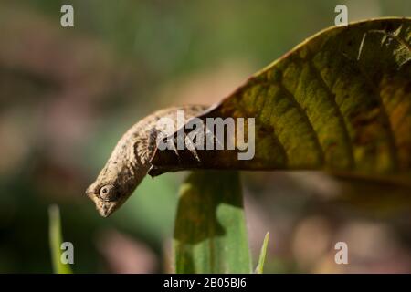 Pygmäen-Blattchamäleon (Brookesia minima) im Mandraka Reserve bei Moramanga, Madagaskar Stockfoto