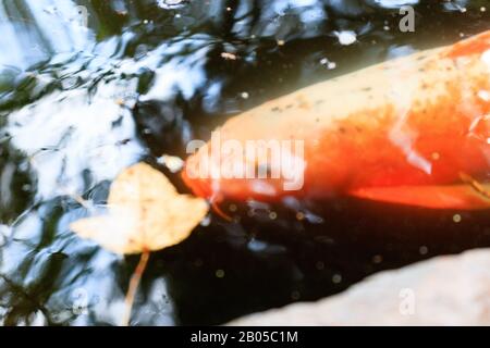Japanische Fischkoi schwimmen in einem Wasserteich Stockfoto