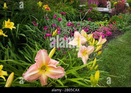 Grenze zu mehrjährigen Blumen wie Gelb, Rosa, Weiß Hemerocallis - Daylilien, Purpur Phlox, Berberis thunbergii 'Rose Glow' - japanische Barbeere. Stockfoto