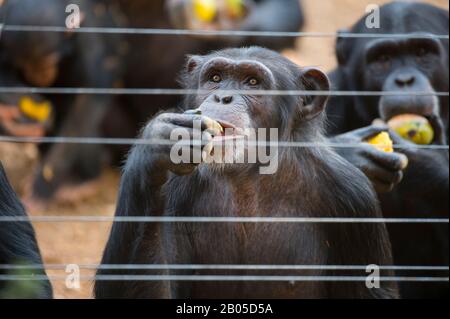 Schimpansen in Gehege werden im Tacugama Chimp Sanctuary in der Nähe von Freetown, Sierra Leone, gefüttert Stockfoto