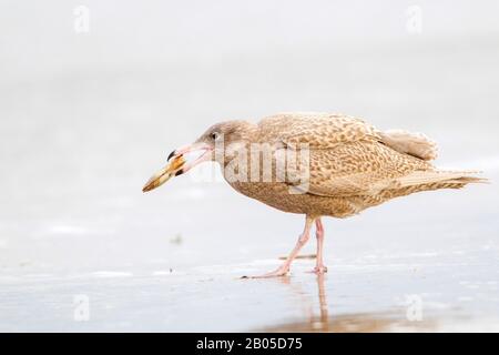 Glitzerige Möwe (Larus hyperboreus), mit Miesmuschel in der Rechnung, Niederlande, Südholland Stockfoto