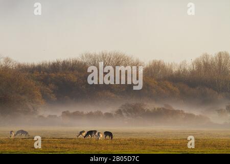 Damhirsche (Dama dama, Cervus dama), weidende Herde im Morgennebel, Niederlande Stockfoto