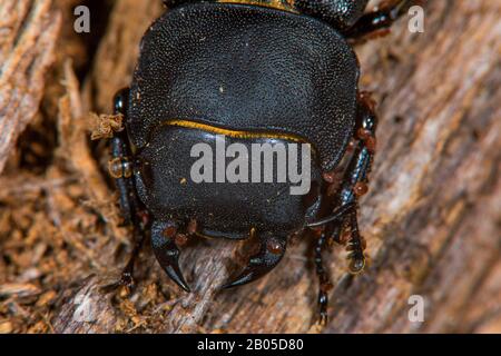 Geringerer Hirschkäfiger (Dorcus parallelipipipedus), Porträt, Deutschland Stockfoto