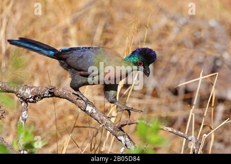 Lila-cremefarbenen Turaco, Violet-crested Turaco, Purple-crested Lourie (Musophaga Porphyreolopha, Tauraco Porphyreolophus, Gallirex Porphyreolophus), zu Fuß auf einer Filiale, Südafrika, Kwa Zulu-Natal, Mkhuze Game Reserve Stockfoto