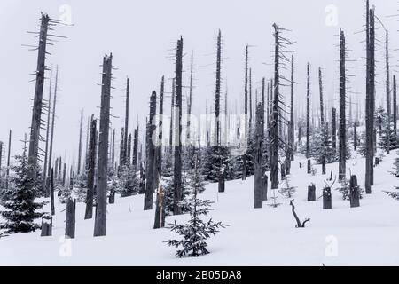 Norwegen Fichte (Picea abies), Walddiebe am Berg großer Rachel im Winter, Deutschland, Bayern, Nationalpark Bayerischer Wald Stockfoto