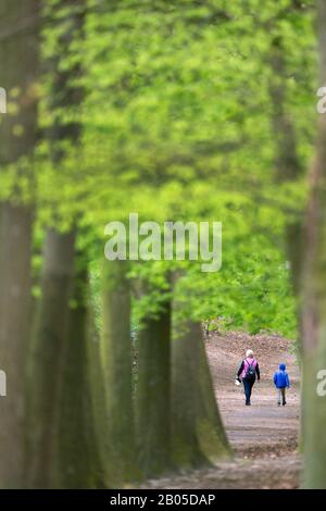 Gewöhnliche Buche (Fagus sylvatica), Kinderwagen im Wald, Belgien, Ardennen, Luik Stockfoto