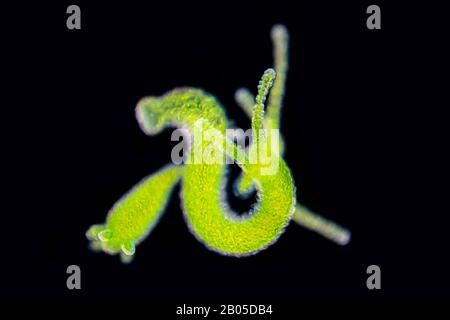 Grüne Hydra (Chlorohydra viridissima, Hydra viridis), in heller Mikroskopie, Dunkelfeld, Deutschland Stockfoto