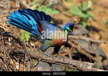 Lila-cremefarbenen Turaco, Violet-crested Turaco, Purple-crested Lourie (Musophaga Porphyreolopha, Tauraco Porphyreolophus, Gallirex Porphyreolophus), sitzend auf einem Zweig, Südafrika, Kwa Zulu-Natal, Mkhuze Game Reserve Stockfoto